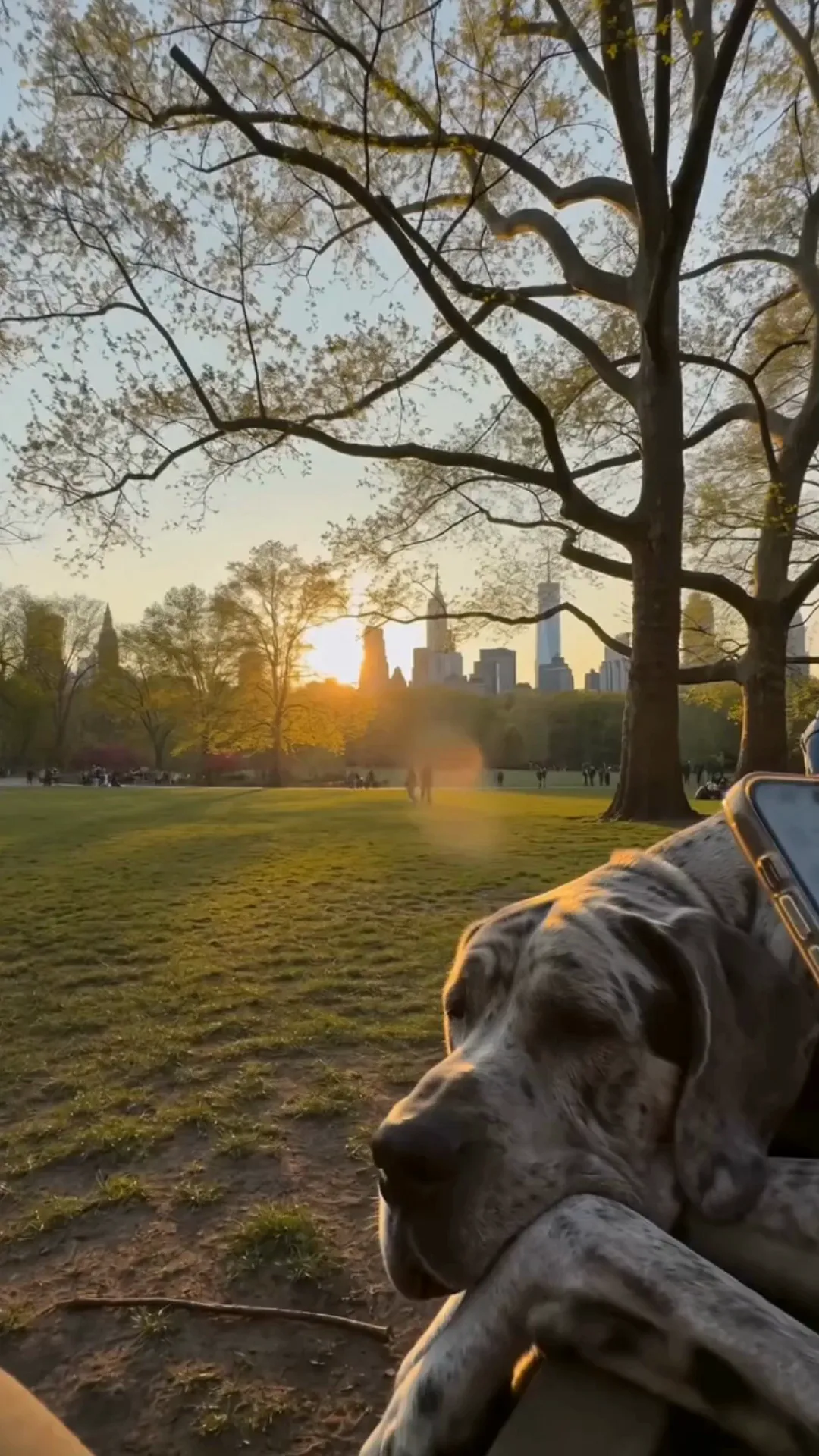 A merle Great Dane on a park bench at golden hour, beside a hand holding a phone.