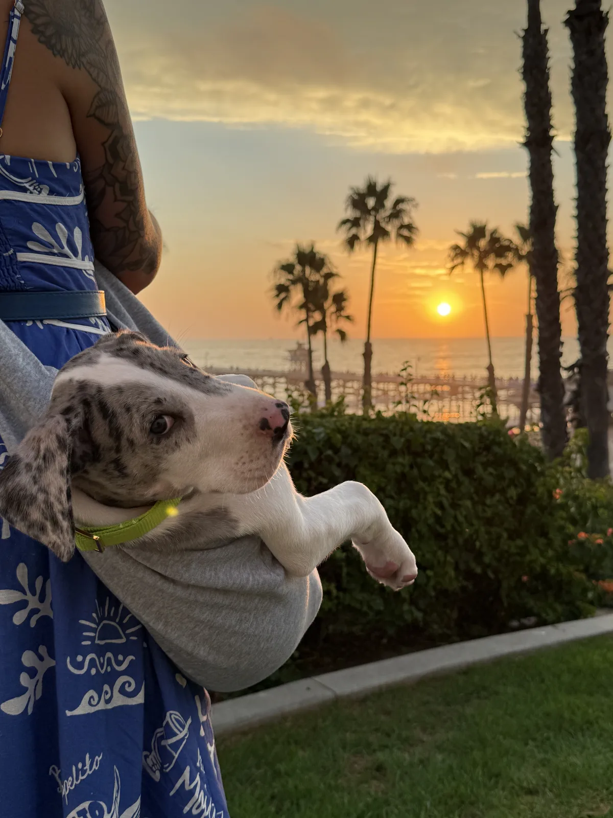 Ziggy as a puppy at sunset.